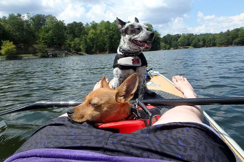 The Best Kayak for Dogs - Our 7 Top Picks