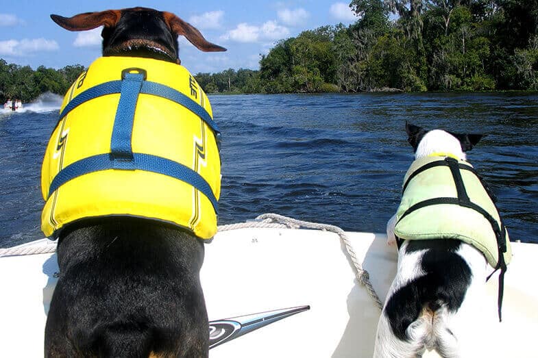 Best Inflatable Boat for Dogs - Our Top 7 Picks